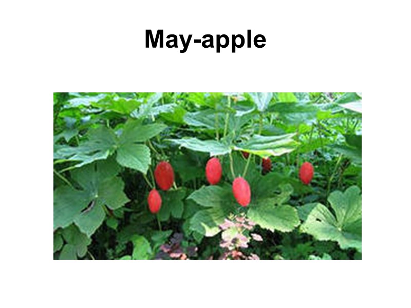 May-apple